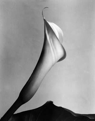 Calla with Leaf, late 1920s