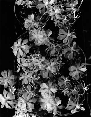 Seedling Circles, nd